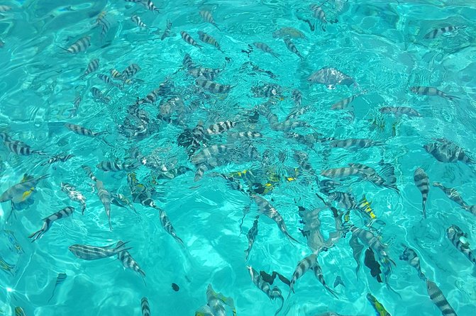 Full Day Group Tour To Mnemba Island For Snorkeling Activities - Food and Dining Experience