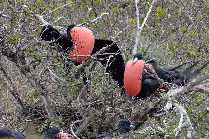 Full Day Isla De La Plata Sunshine Route From Guayaquil - Marine Wildlife and Birdlife