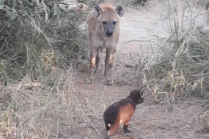 Full-Day Kruger Park Safari From Nelspruit, Whiteriver or Hazyview - Pickup Locations and Logistics