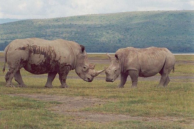 Full-Day Lake Nakuru National Park From Nairobi - Health and Safety Guidelines