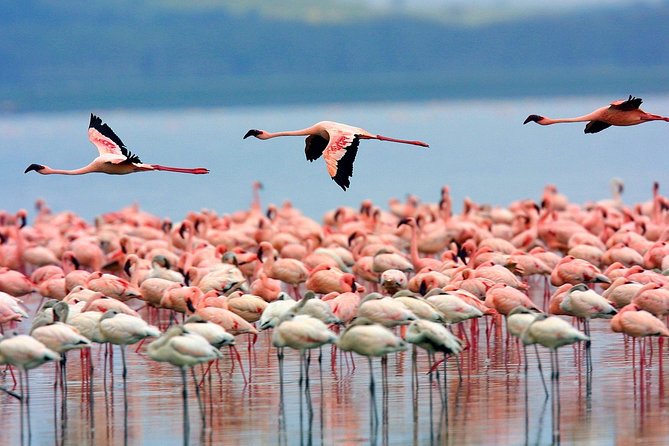 Full Day Lake Nakuru Park and Optional Boat Ride on Lake Naivasha - Scenic Views