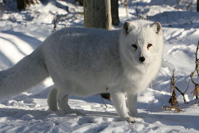 Full Day Lapland Tour, Including Lunch and Dinner - Lappish Forest Stroll