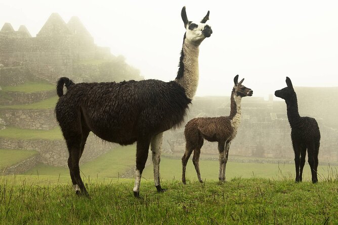 Full Day - Machu Picchu Tour by Train - Private Service - Tour Logistics