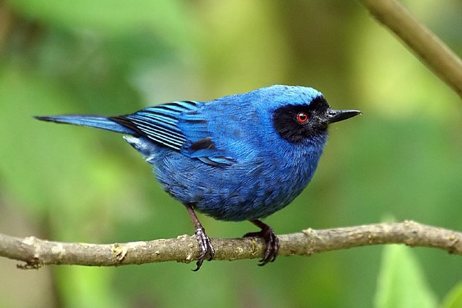 Full-Day Private Birding Tour in La Paz Refuge & Alambi Hummingbird Sanctuary - Exploring Cloud Forest Habitats