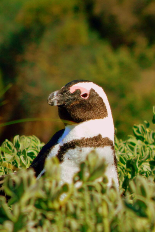 Full Day Private Cape Peninsula and Boulders Beach Tour - Visiting Cape Point Lighthouse