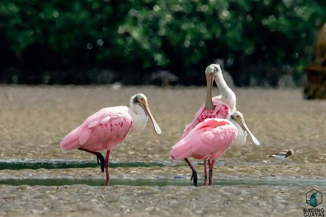 Full Day Private Churute Mangroves Reserve and Cocoa Farm Tour - Tour Confirmation and Booking