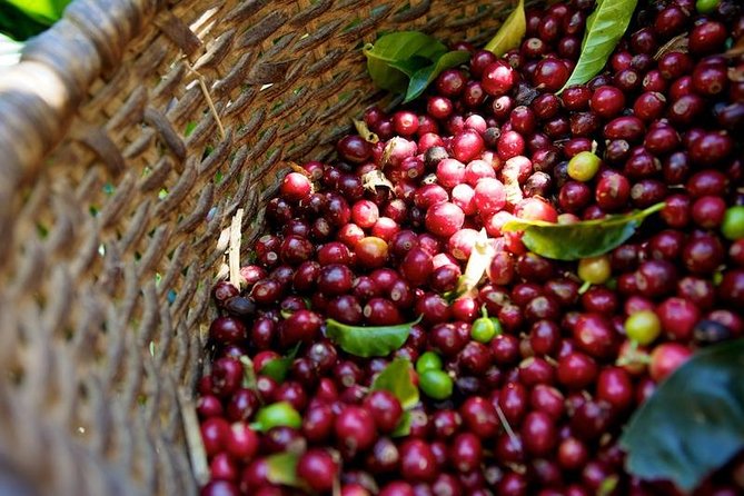 Full-Day Private Guatape Coffee Villa Tour From Medellin - Inclusions