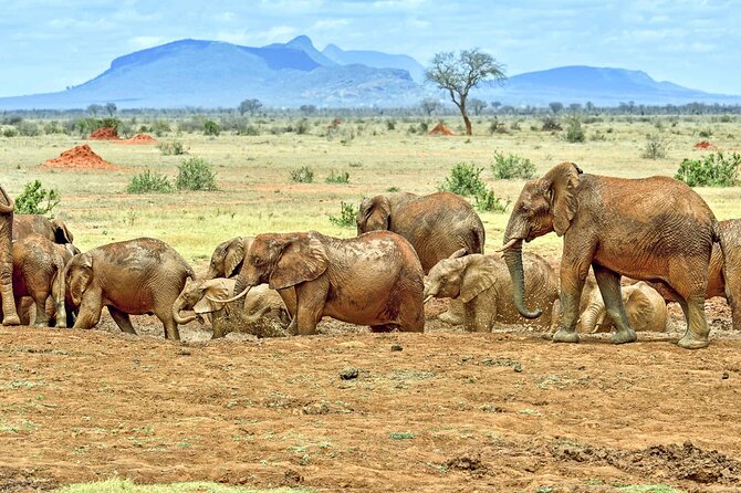 Full-Day Private Tour of Tsavo East National Park From Mombasa - Meeting and Pickup Arrangements