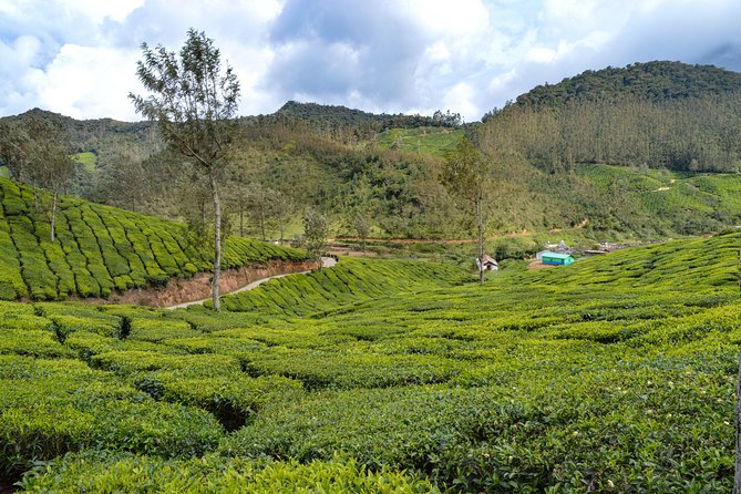 Full-Day Private Tour to Munnar From Kochi With Lunch - Inclusions and Exclusions
