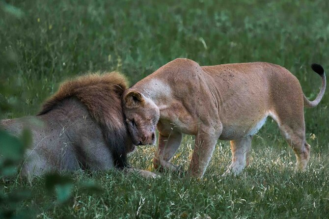Full-Day Safari Tour From Mikumi National Park of Zanzibar - Meeting and Pickup Details