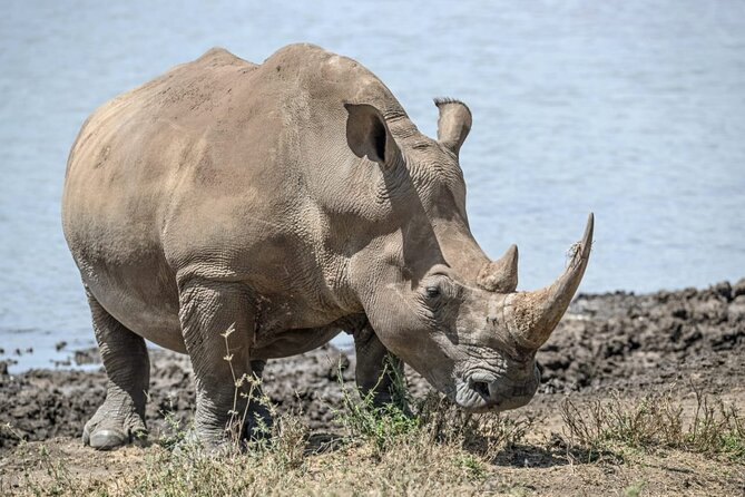 Full Day Safari Tour of Pilanesberg National Park, Open Jeep Experience - Wildlife Sightings