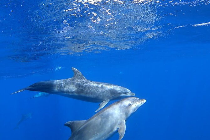 Full Day Sailing Yacht - Beautiful Day on the Atlantic Ocean - Whats Included