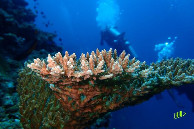 Full-Day Scuba Diving Experience of USAT Liberty in Tulamben - Pricing Details