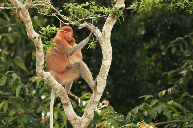Full-Day Sepilok Orangutan and Proboscis Monkey From Sandakan or Kota Kinabalu - Accessibility Options