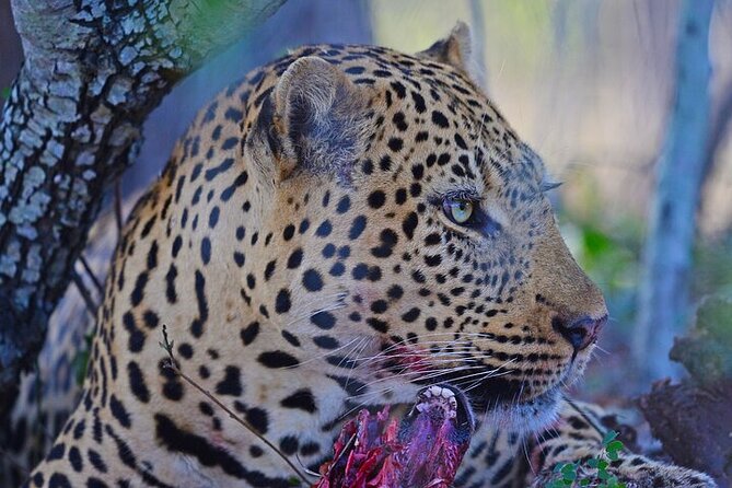 Full-Day Shared Kruger National Park Safari From Hoedspruit - Pricing and Cancellation Policy