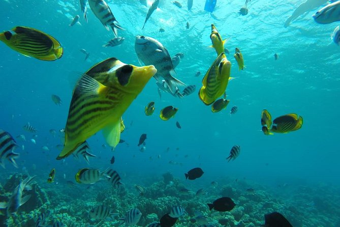 Full Day Snorkeling Trip to the Red Sea in Safaga From Luxor - Important Information