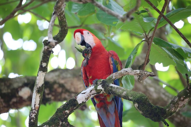 Full Day Tour in Corcovado National Park - Wildlife Sightings and Encounters