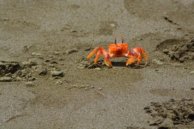 Full Day Tour Isla Salango Snorkel Seabirds From Guayaquil - Discovering Machalilla National Park