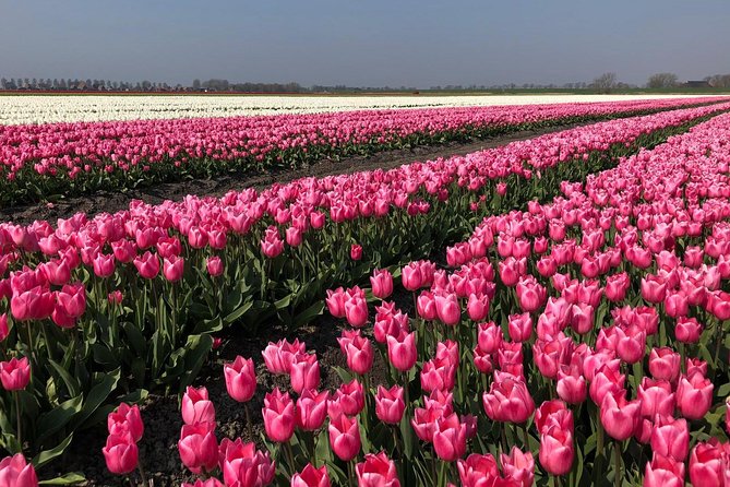 Full Day Tour to Texel - Friesian Islands - From Amsterdam - Meeting Point and Schedule