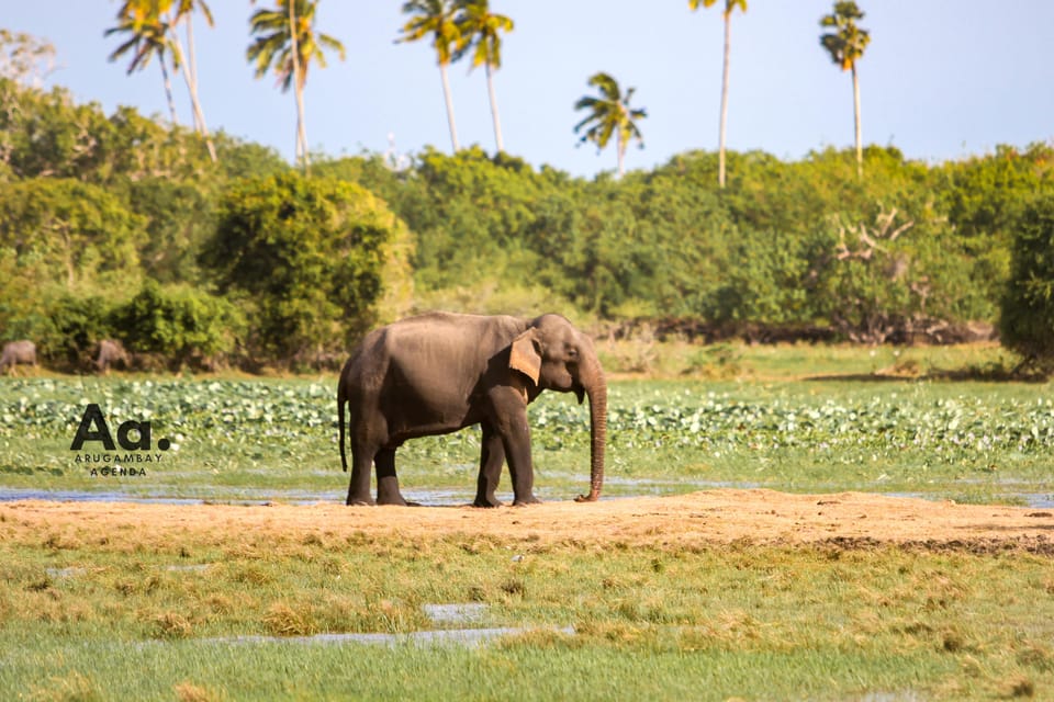 Full-Day Wild Safari in Kumana National Park - Pickup and Drop-off Locations