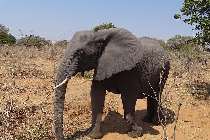 Game Drive and Short Rhino Walk - Accessibility Features