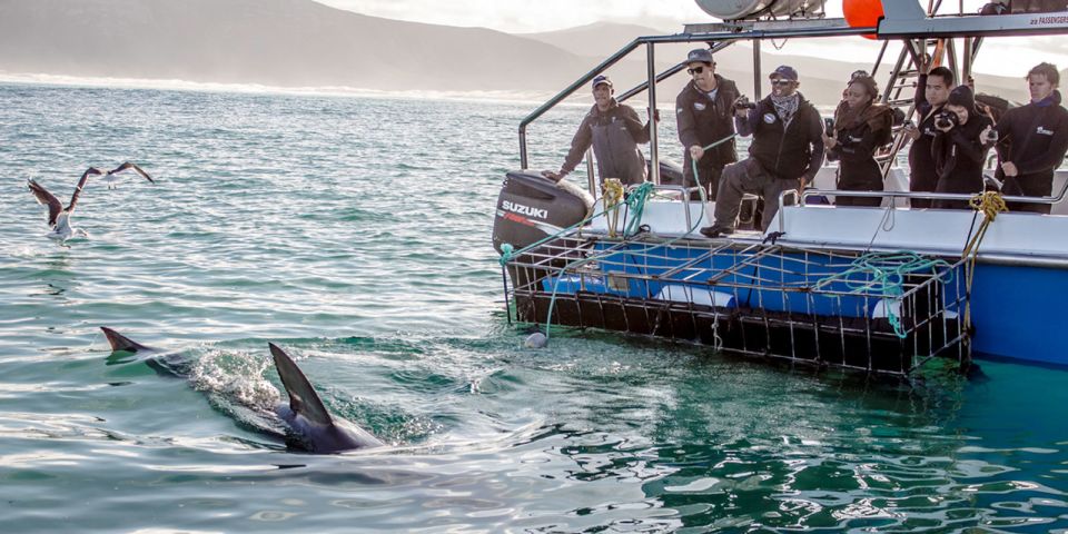 Gansbaai: Shark Dive & Big 5 Sea Safari Combo Boat Trip - Shark Cage Diving Experience