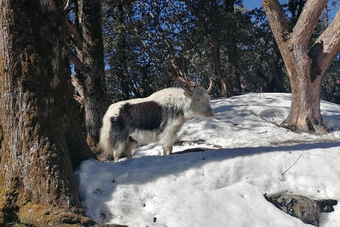 Ghorepani Poonhill Trek - Accommodation Details