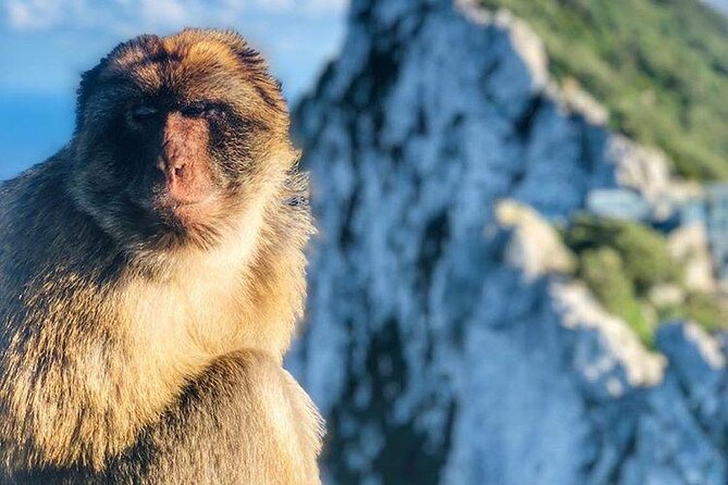 Gibraltar Sightseeing : Classic Shore Excursion (Private) - Experience Details