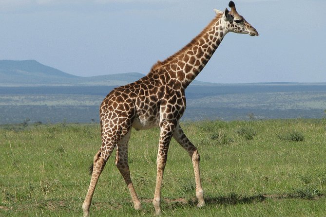Giraffe Center and David Sheldrick Elephant Orphanage Day Tour From Nairobi - Visiting the Giraffe Center
