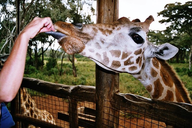 Giraffe Center, Elephant Orphanage and Beads Center - Pricing and Availability