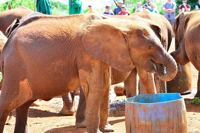 Giraffe Centre, Elephant Orphanage, and Bomas of Kenya Day Tour From Nairobi - Cultural Performances at Bomas of Kenya