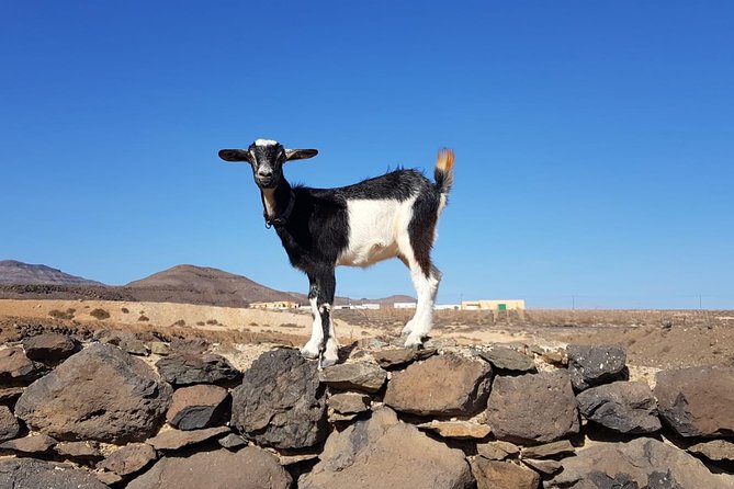 Goat Trekking Fuerteventura - Rustic Picnic in Nature