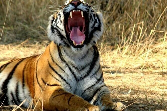 Golden Triangle Tour With Ranthambore 6 Days - Transportation Details