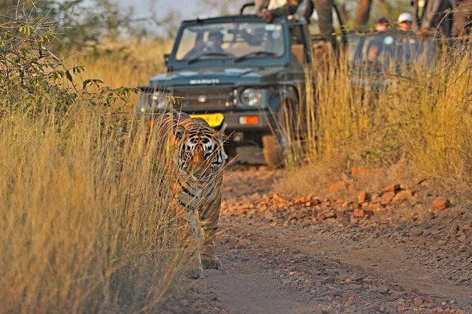 Golden Triangle With Ranthambore Tour - Ranthambore Safari Experience