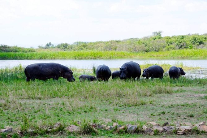 Gorilla Trekking &Wildlife Adventure in Rwanda - Exploring the Rwandan Landscape