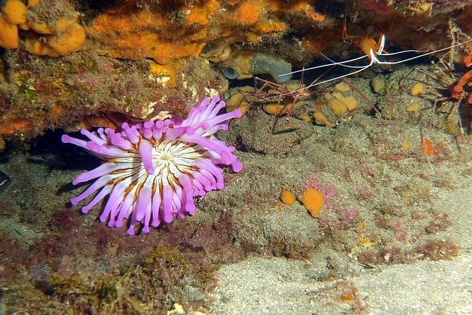 Gran Canaria 3 Days / 6 Dives in Various Locations - Positive Reviews and Ratings