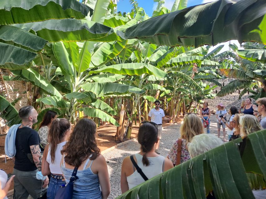 Gran Canaria: Banana World Guided Tour & Tasting - Guided Tour Details