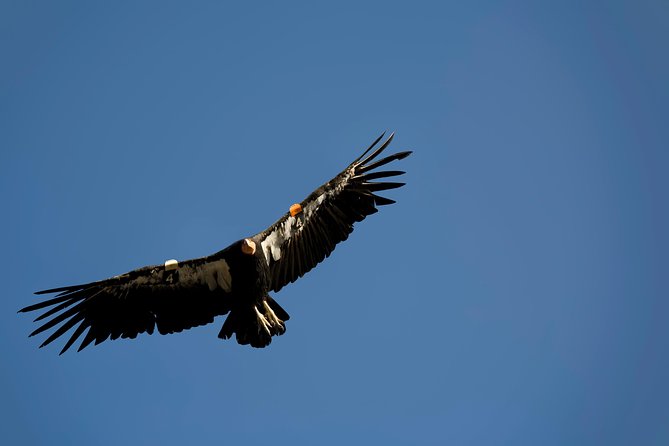 Grand Canyon South Rim Day Trip From Flagstaff - Transportation Details