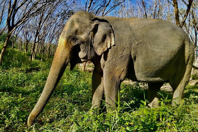 Guide Tour to Khaolak Elephant Sanctuary in Small Group - Tips for Visitors