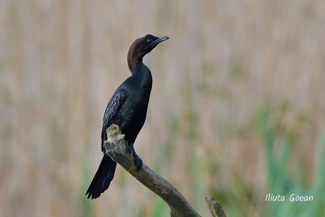Guided Birdwatching Day Trip to the Danube Delta - Private Program - The Private Charter Boat Experience
