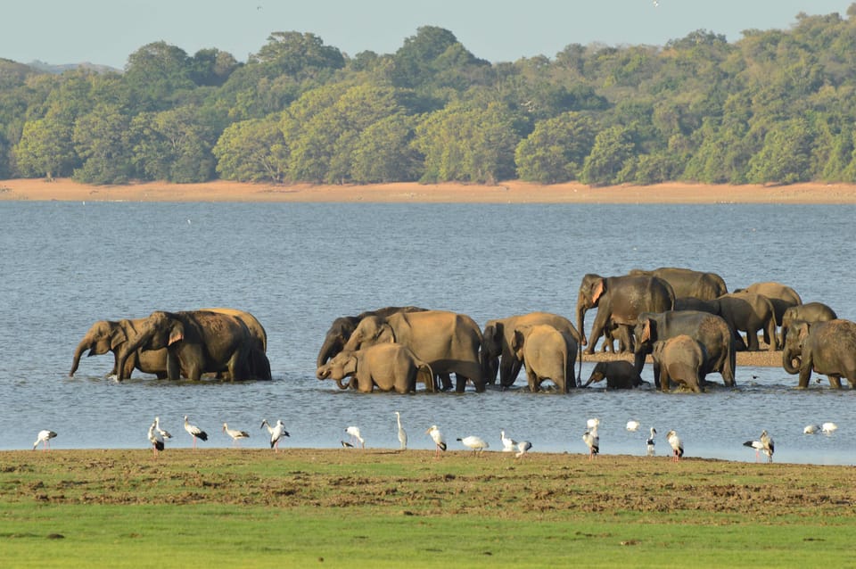 Guided Elephant Safari: Minneriya - Itinerary and Logistics