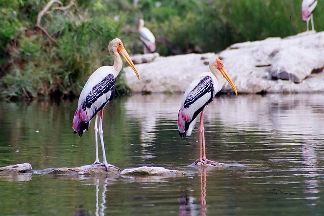 Guided Keoladeo Bird National Park Tour in Bharatpur From Jaipur - Visitor Reviews