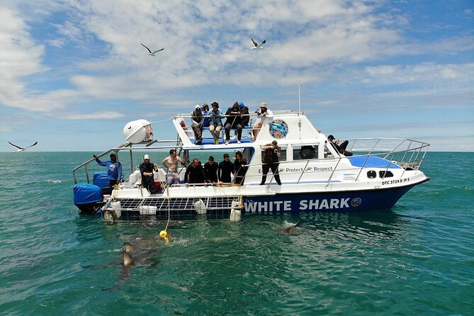 Guided Shark Cage Diving With Hookah Air Supply in Gansbaai - Shark Sightings Guarantee