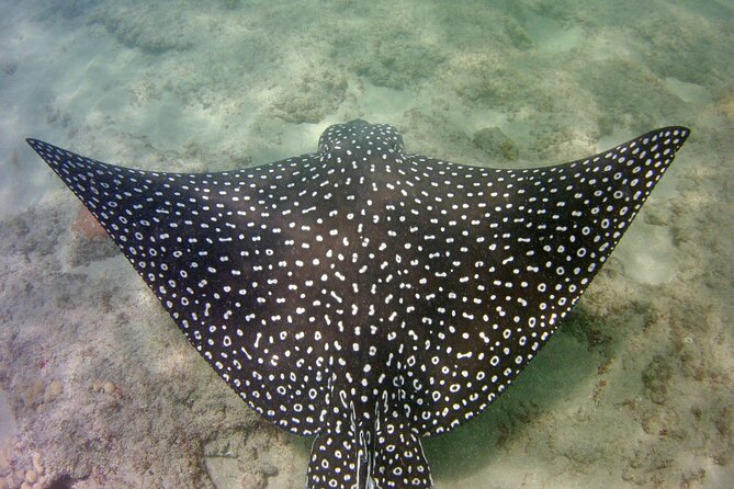 Guided Snorkel Experience in Fort Lauderdale - Highlights of the Adventure