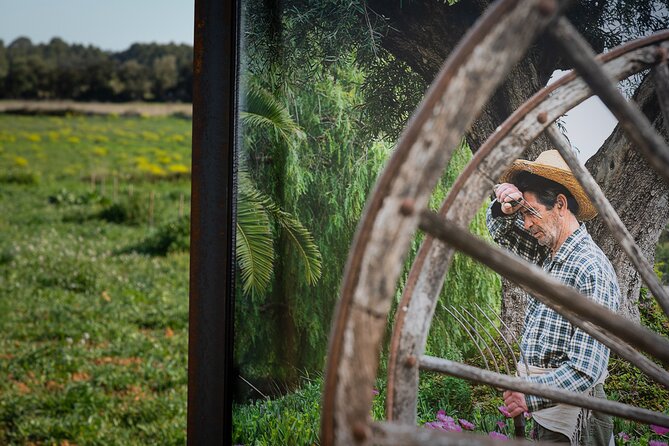 Guided Tour and Olive Oil Tasting in Mallorca - Visitor Experiences
