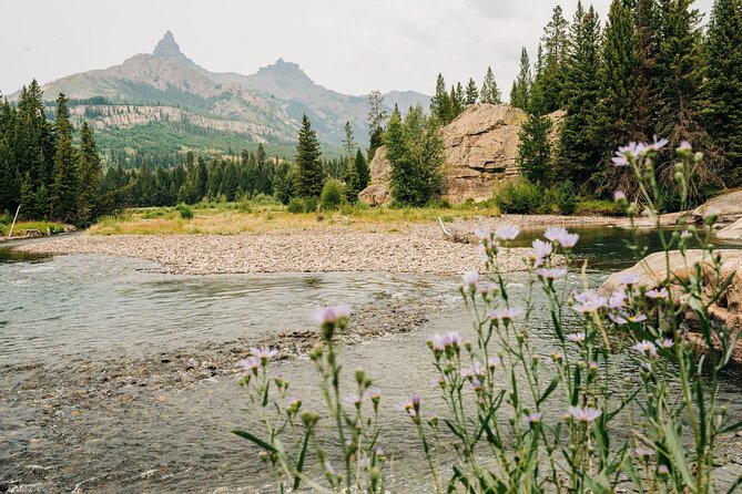 Guided Upper Loop of Yellowstone Tour From Cody, WY - Traveler Feedback and Reviews
