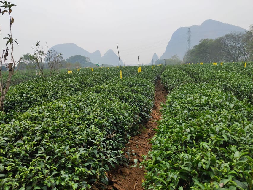 Guilin: Reed Flute Cave and Tea Plantation Private Tour - Tea Culture Experience