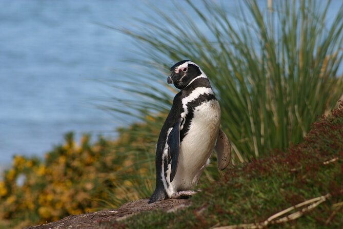 Gypsy Cove and the Main City Attractions in Falkland Islands - Reviews