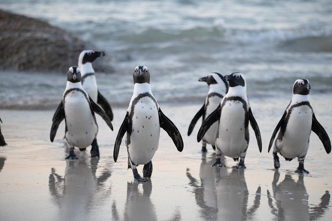 Half Day Boulders Penguins and Cape Point Small Group Tour - Inclusions and Costs