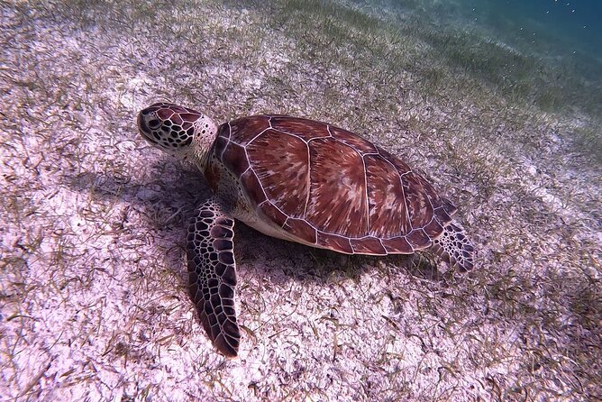 Half Day Exotic Private Charter Rose Island, Pigs and Turtles - Additional Information